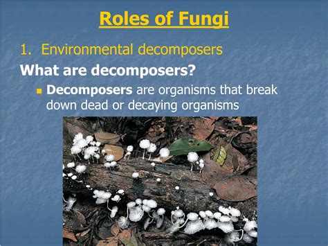 1- Name Two Ecological Roles Of Fungi: