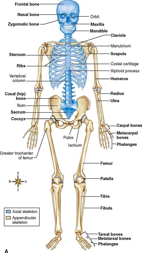 2 Divisions Of The Skeletal System