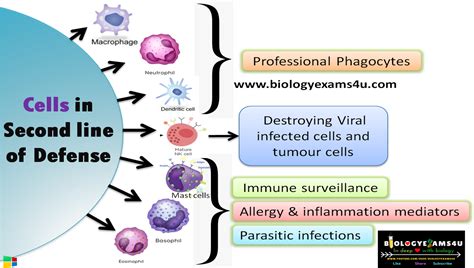 2nd Line Of Defence In The Immune System