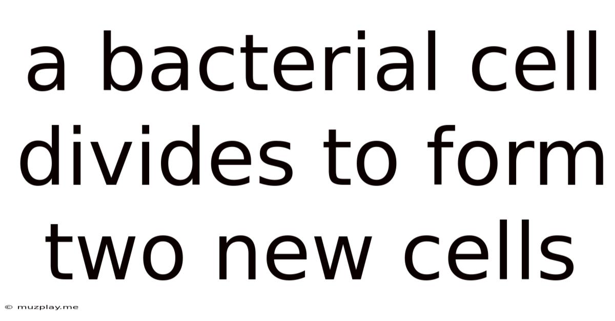 A Bacterial Cell Divides To Form Two New Cells