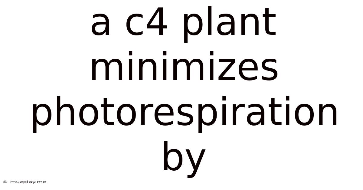 A C4 Plant Minimizes Photorespiration By