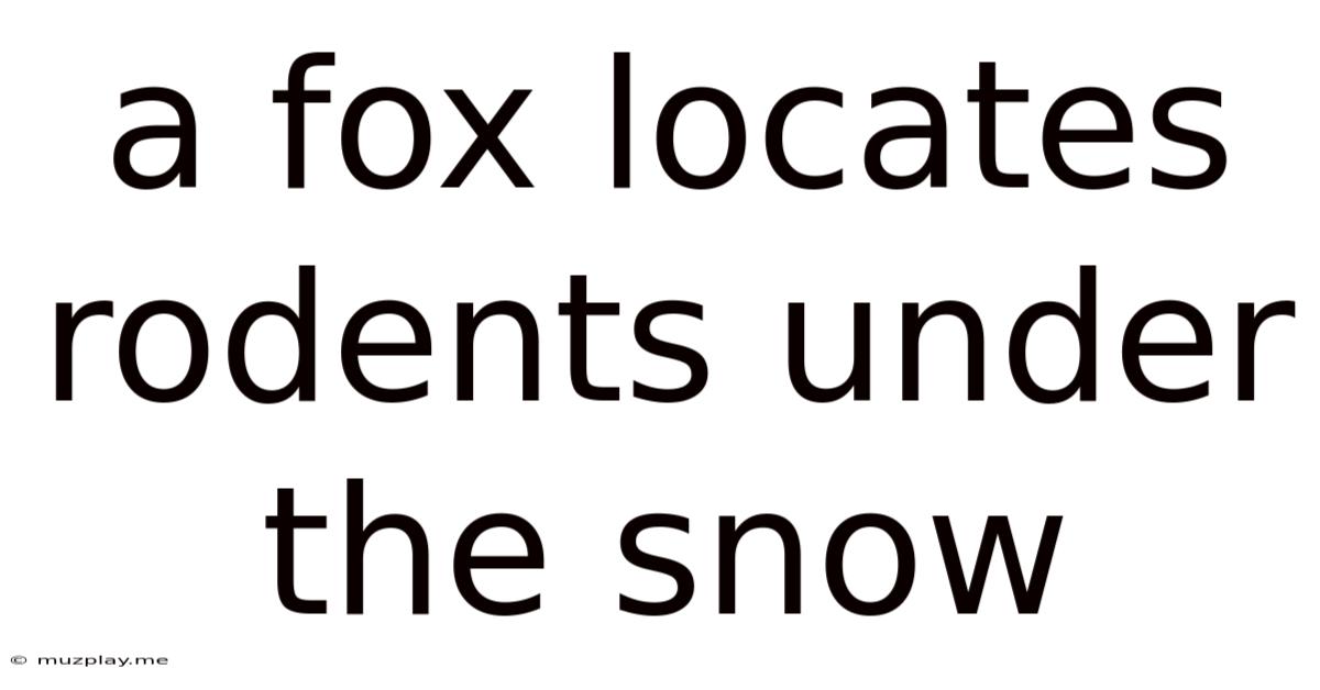 A Fox Locates Rodents Under The Snow