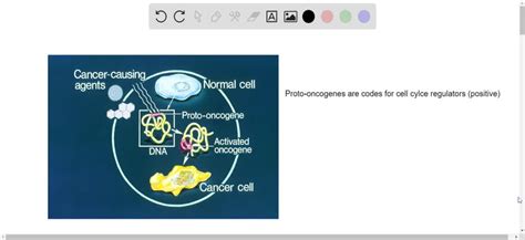 A Gene That Codes For A Positive Cell Cycle Regulator