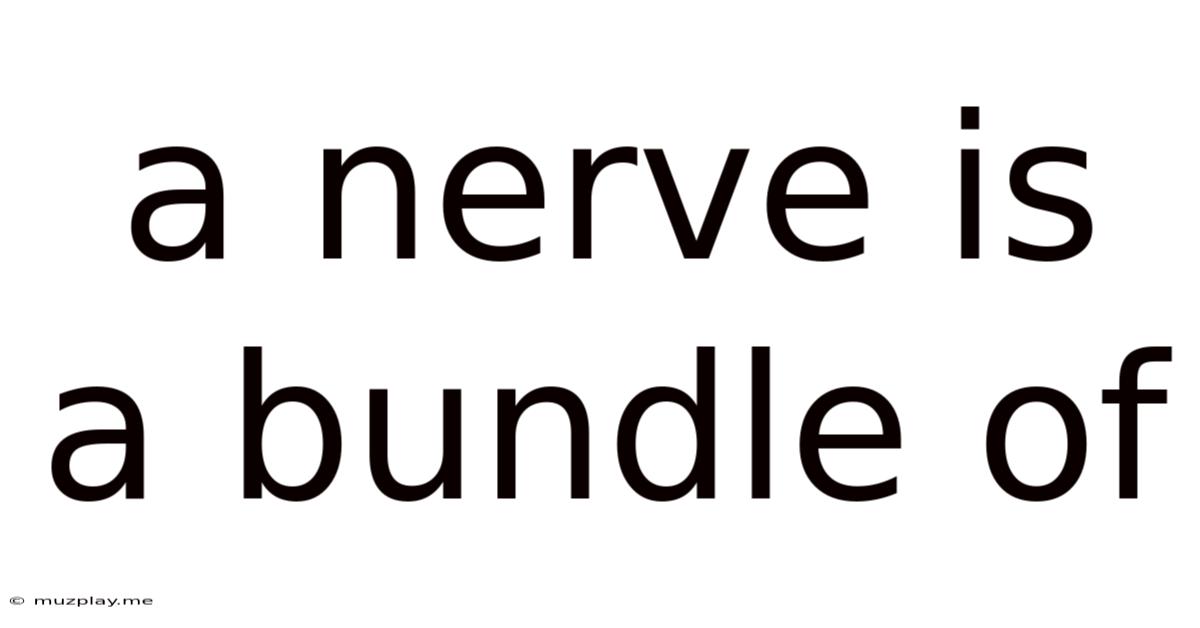 A Nerve Is A Bundle Of