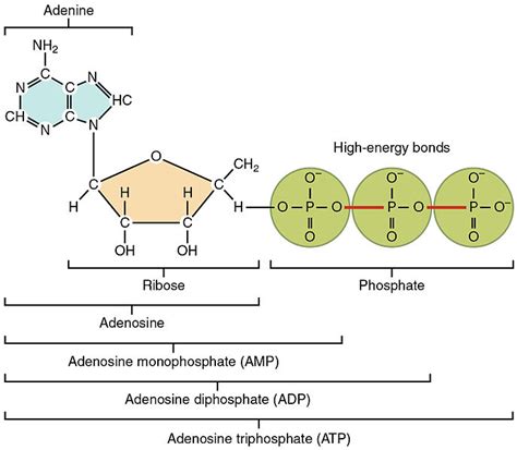 A Nucleotide Triphosphate Has ___ Phosphate Groups.