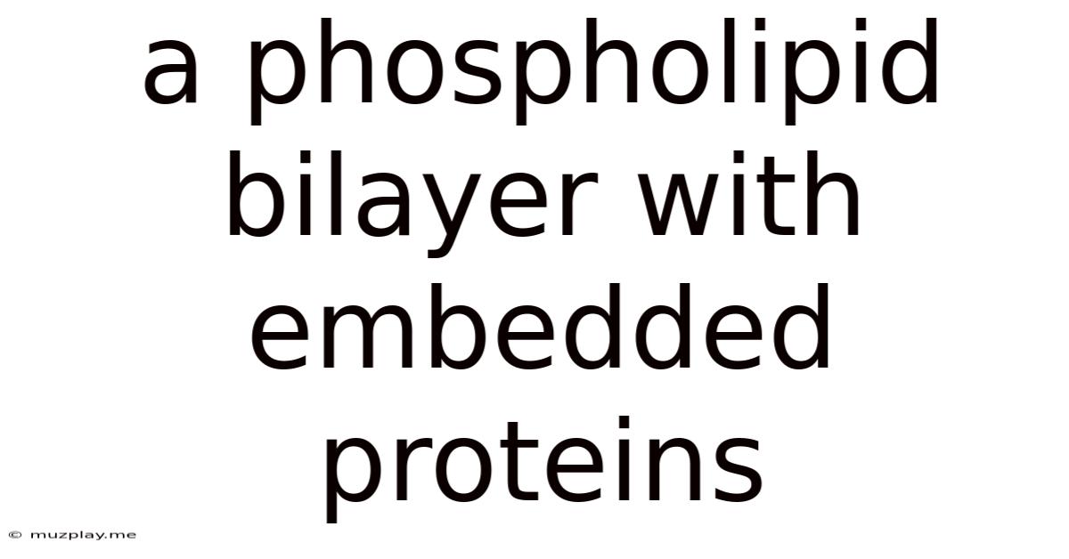 A Phospholipid Bilayer With Embedded Proteins