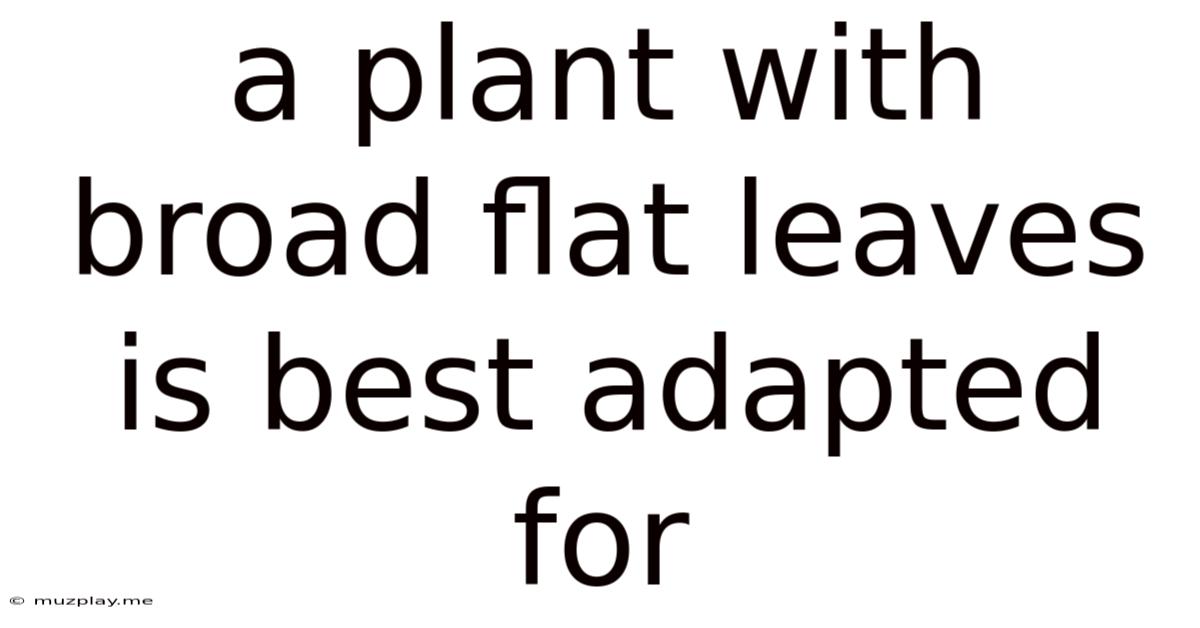 A Plant With Broad Flat Leaves Is Best Adapted For
