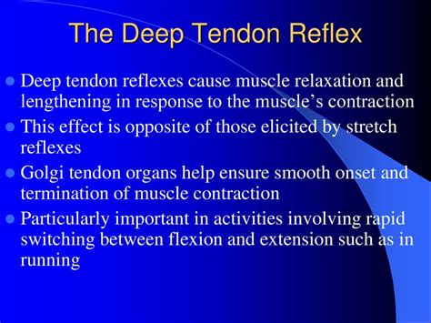 A Reflex That Causes Muscle Relaxation And Lengthening In Response