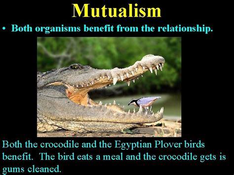 A Relationship Between Two Organisms In Which Both Organisms Benefit