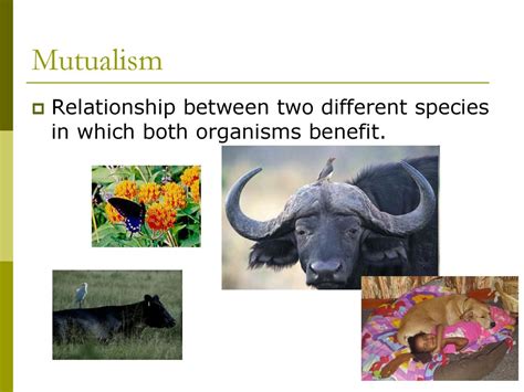 A Relationship In Which Both Organisms Benefit