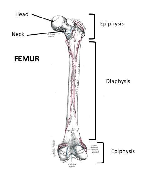 A Shaft Of A Long Bone Is Called