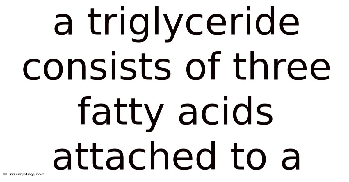 A Triglyceride Consists Of Three Fatty Acids Attached To A