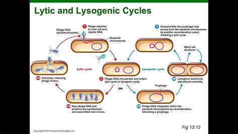 A Virus That Undergoes Lysogeny Is A/an