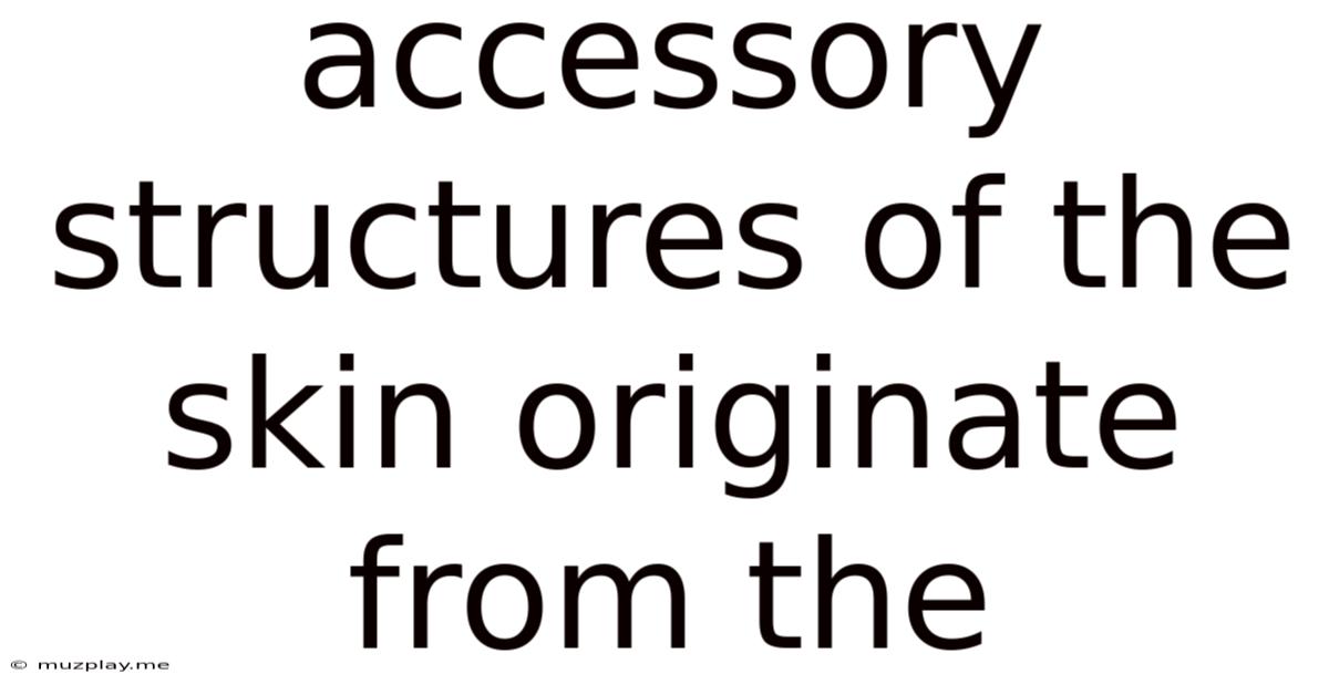 Accessory Structures Of The Skin Originate From The