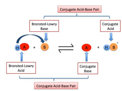 According To The Bronsted-lowry Definition A Base Is