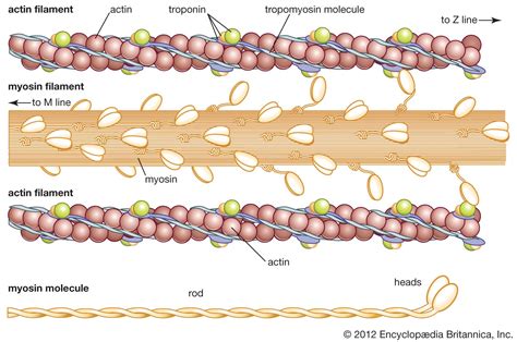 Actin Filaments Are Anchored To Structures Called