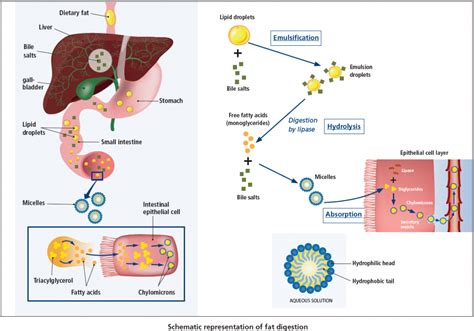 Acts As An Emulsifier In Fat Digestion And Absorption Choilsterol