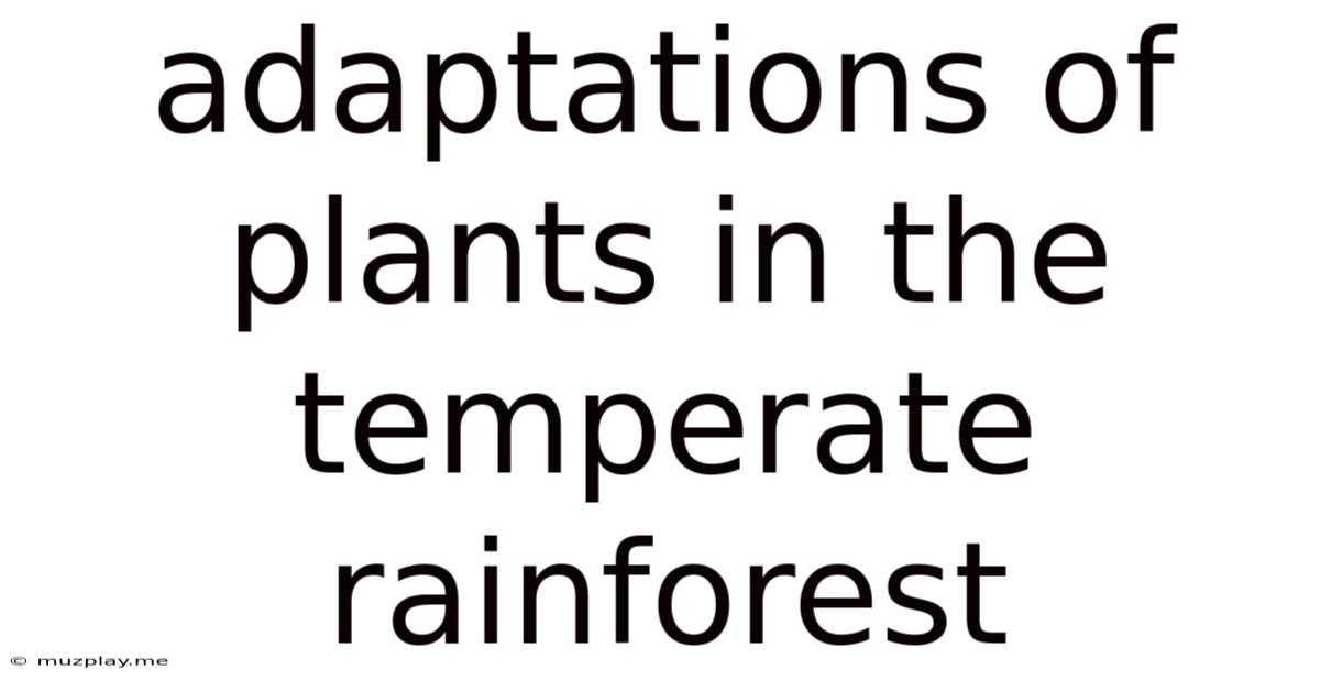 Adaptations Of Plants In The Temperate Rainforest