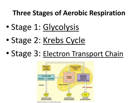 Aerobic Respiration Includes The Following Three Pathways: