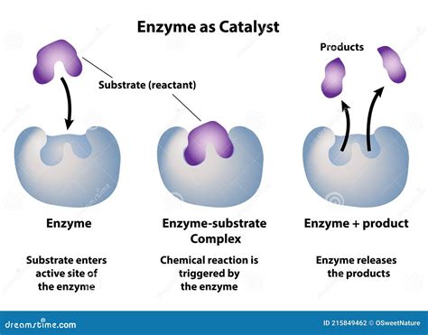 After An Enzyme Reaction Is Completed The Enzyme