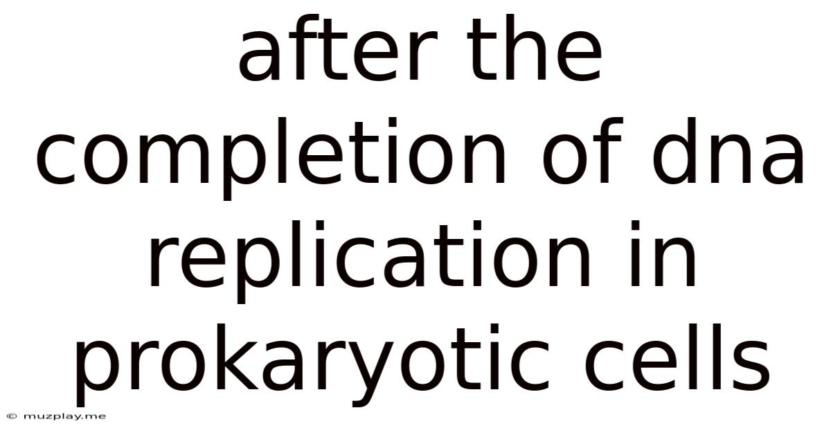 After The Completion Of Dna Replication In Prokaryotic Cells