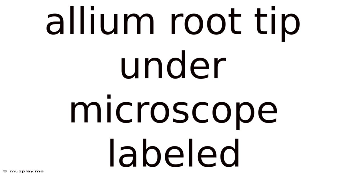 Allium Root Tip Under Microscope Labeled