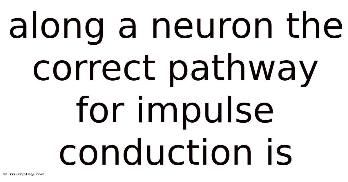 Along A Neuron The Correct Pathway For Impulse Conduction Is