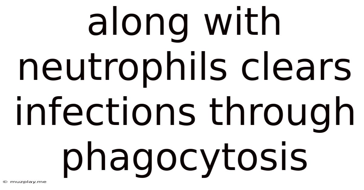 Along With Neutrophils Clears Infections Through Phagocytosis