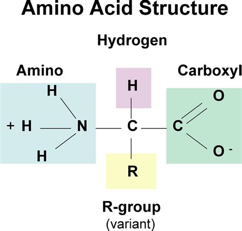 Amino Acids Are The Monomeric Units Of Which Macromolecules