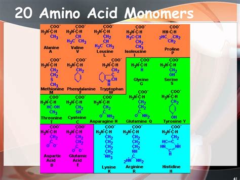 Amino Acids Are The Monomers For