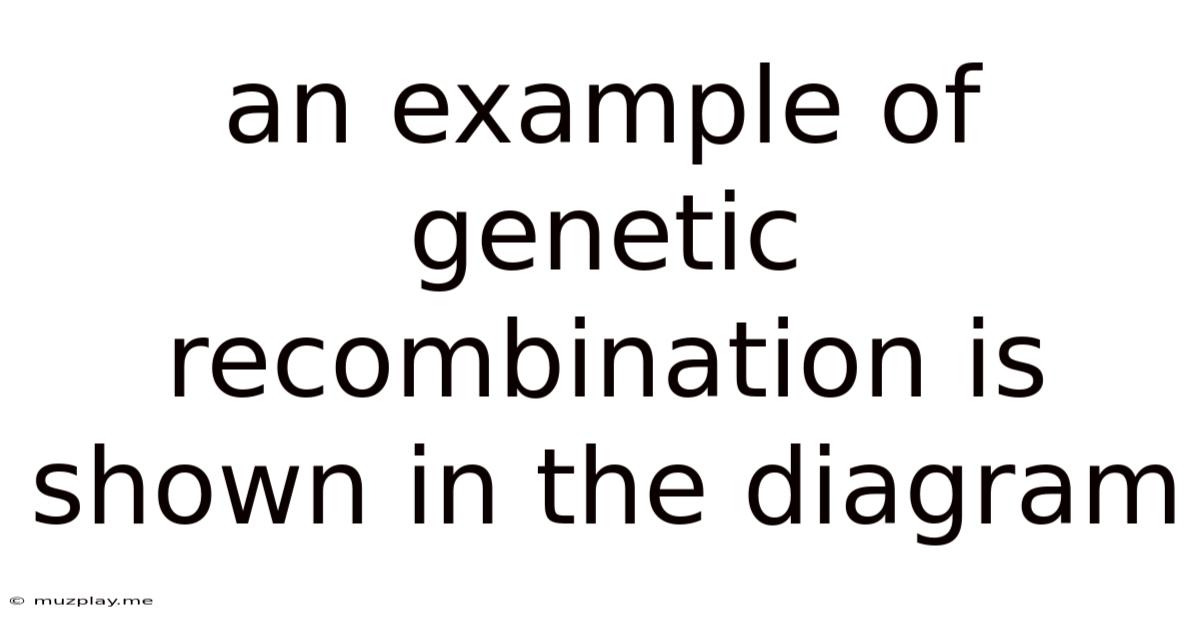 An Example Of Genetic Recombination Is Shown In The Diagram