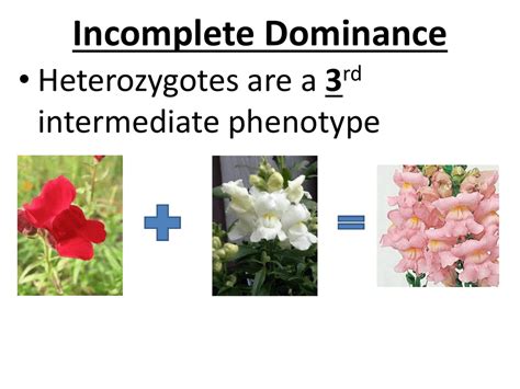 An Intermediate Phenotype Indicates That A Trait Has _______________ Dominance.