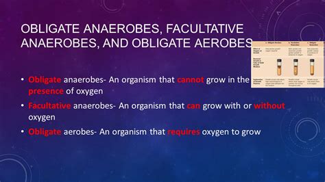 An Organism That Cannot Grow Without Oxygen Is A/an