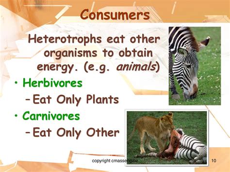 An Organism That Obtains Energy By Eating Other Organisms