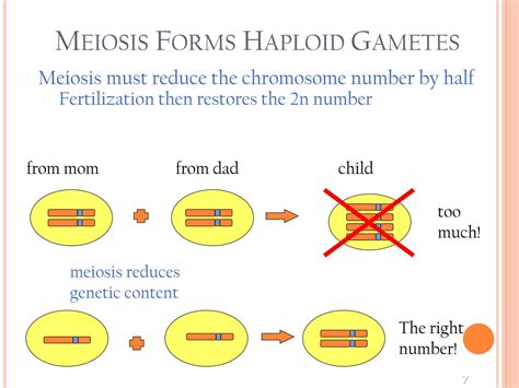 Analyze How Meiosis Produces Haploid Gametes