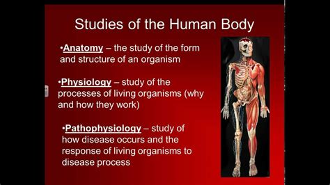 Anatomy Is The Study Of Structure And Form