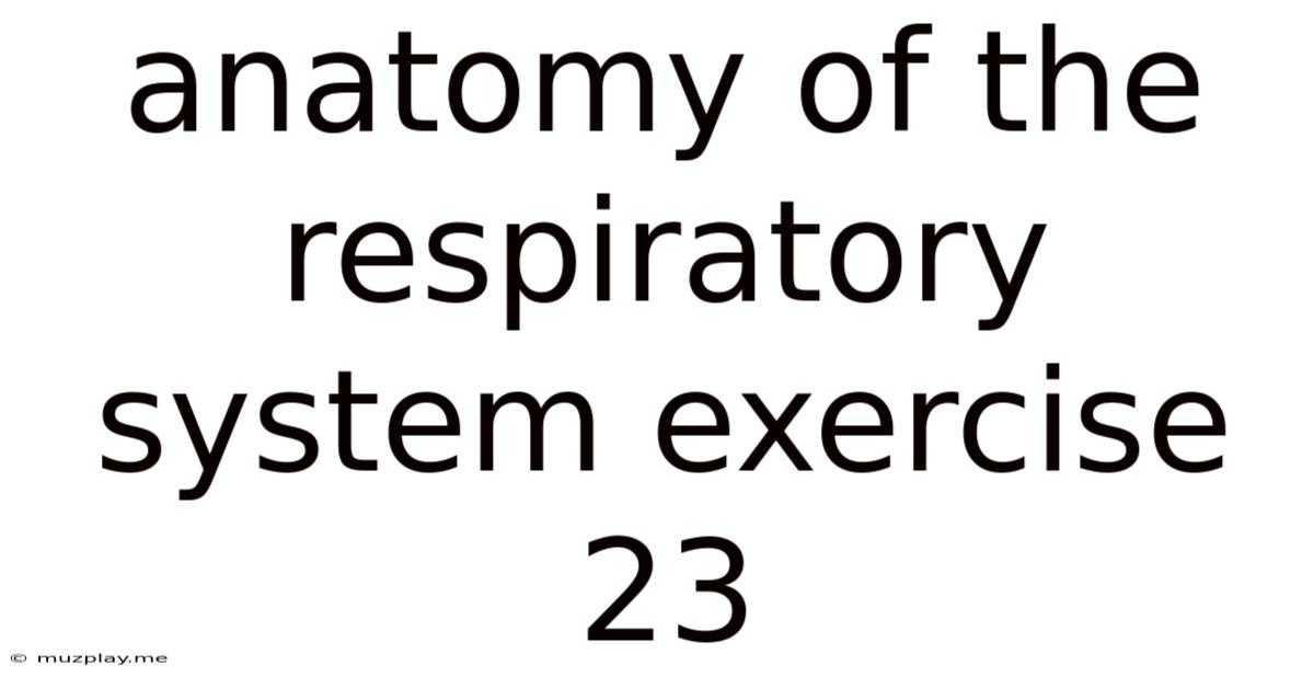 Anatomy Of The Respiratory System Exercise 23
