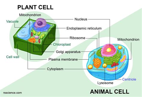 Animal Cell And Plant Cell Similarities