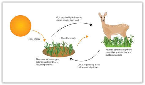 Animals Store Energy In The Form Of