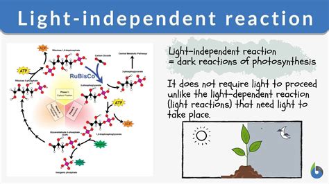 Another Name For Light Independent Reaction