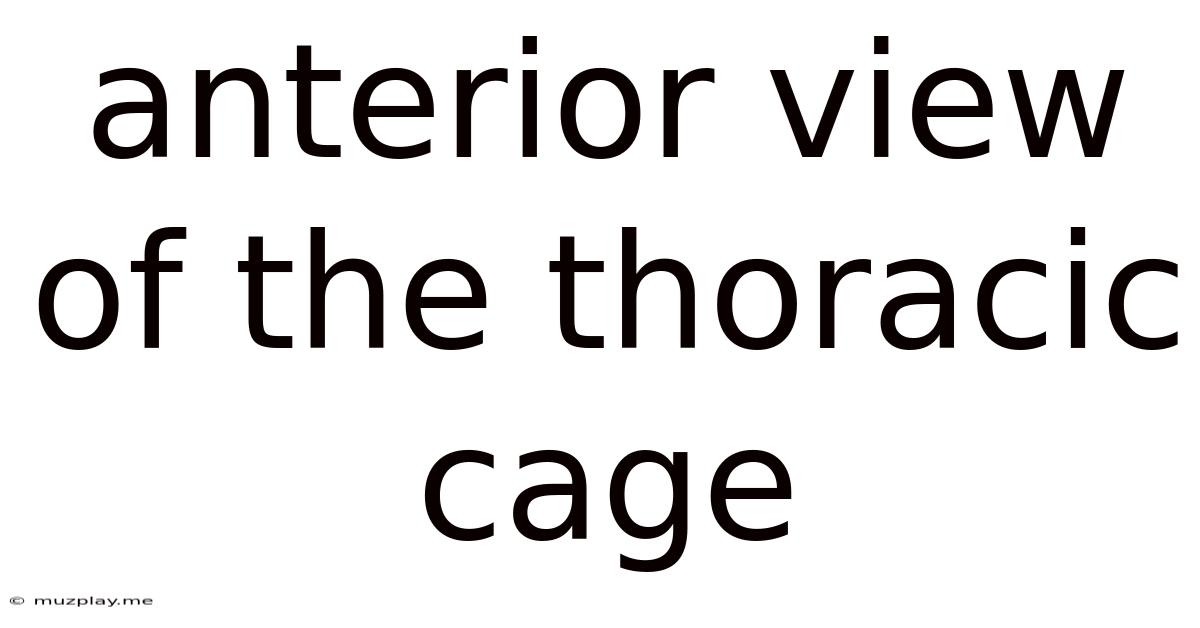 Anterior View Of The Thoracic Cage
