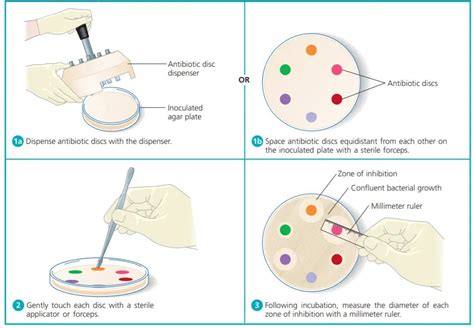 Antimicrobial Sensitivity Testing The Kirby-bauer Method