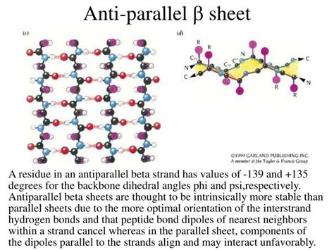 Are Antiparalell Beta Sheets Mrore Stable