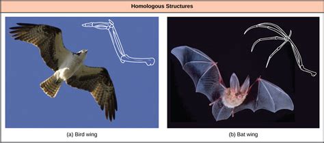 Are Bat Wings And Bird Wings Homologous