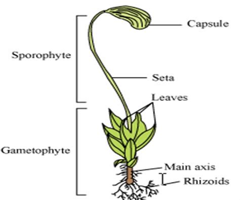 Are Bryophytes Gametophyte Or Sporophyte Dominant