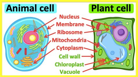 Are Chloroplasts Found In Animal Cells