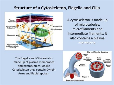 Are Cilia And Flagella Microtubules Or Microfilaments