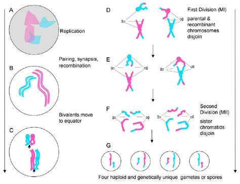 Are Daughter Cells Identical To Each Other In Meiosis