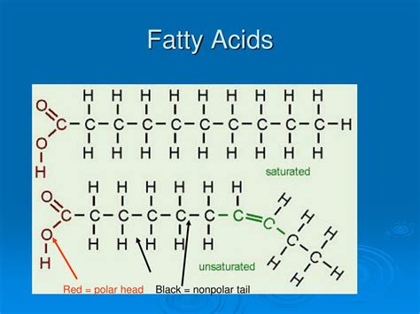 Are Fatty Acids Polar Or Nonpolar