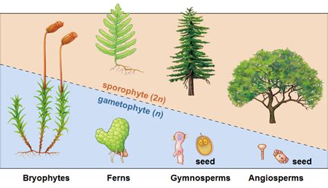 Are Gymnosperms Gametophyte Or Sporophyte Dominant